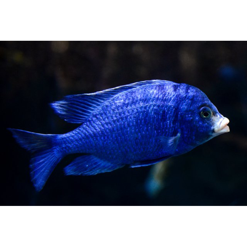 Placidochromis Phenochilus Mdoka white lips